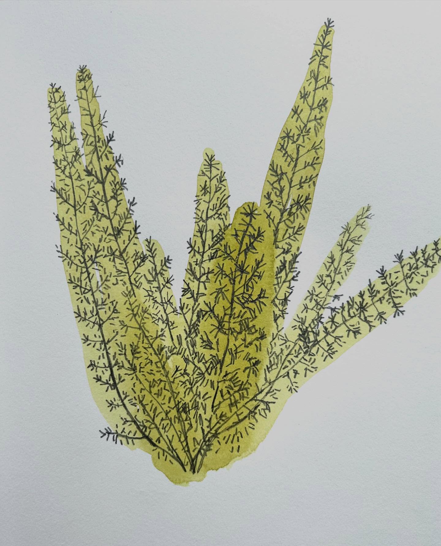 Asparagus densiflorus - a Saturday morning drawing. 

#plantdrawing #asparagusdensiflorus #laurentides #plantsketchbook