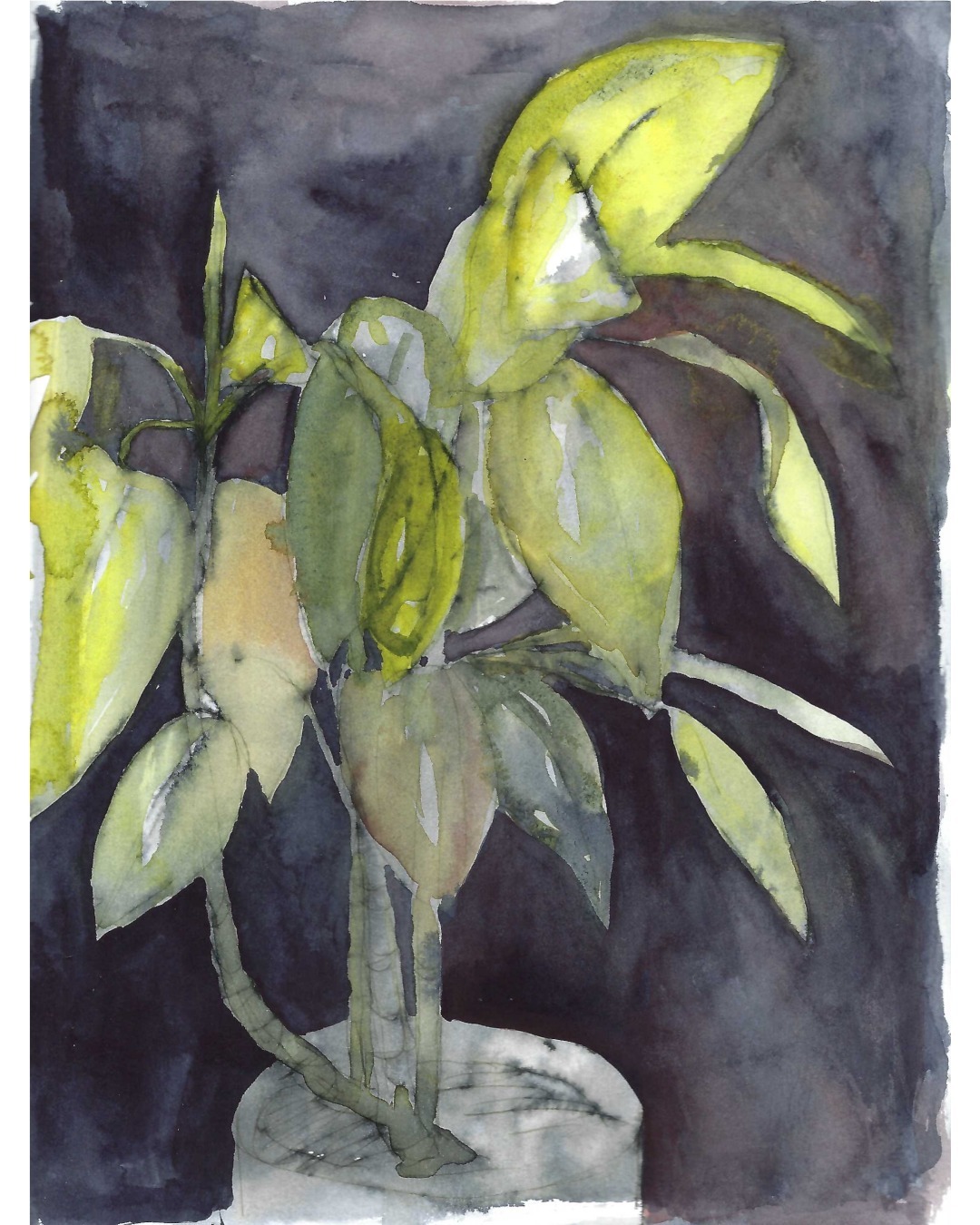 A page from this weekend's sketchbook. This plant was in the house in Berlin that we stayed a several years ago (2018 house exchange). Done from memory/photo/sketch.

#sketchbook #plantdrawing #watercolour #plants