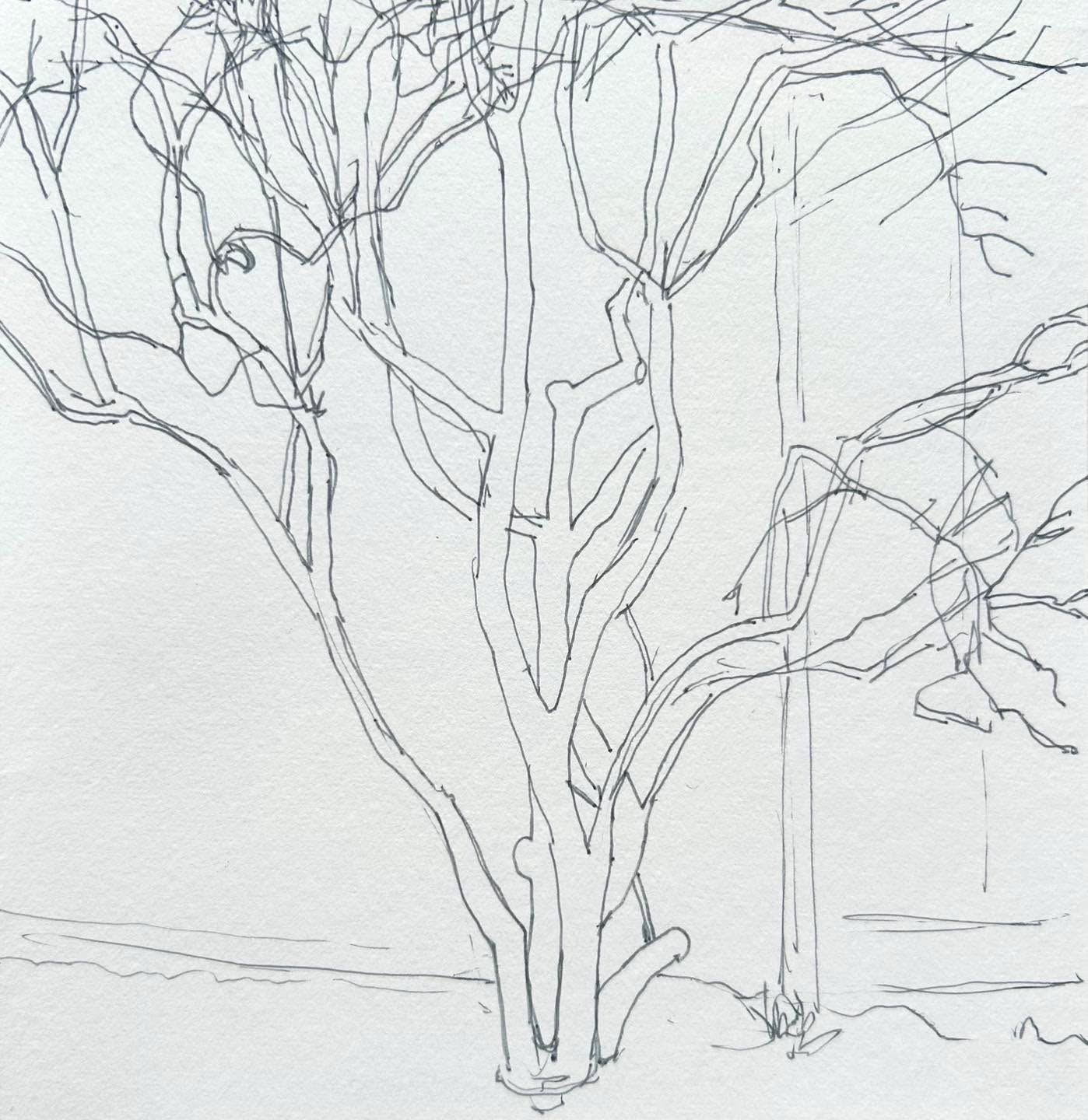 Tree at the Gulbenkian Museum, Lisbon. 

#gulbenkian #treedrawing #landscapesketchbook #lisbon