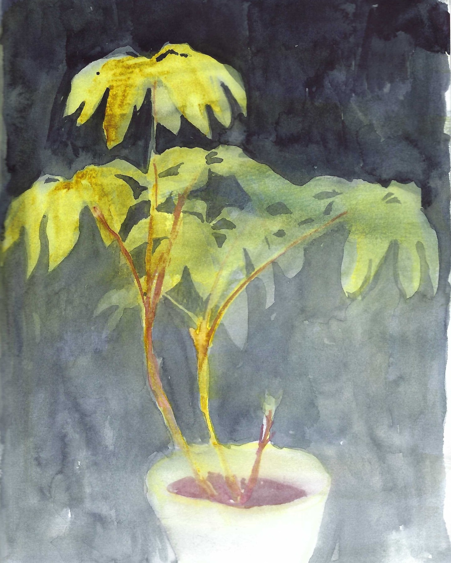 One of my plants.

Sketchbook, April 2024.

#sketchbook #plantpainting #plantdrawing #watercolour #plant