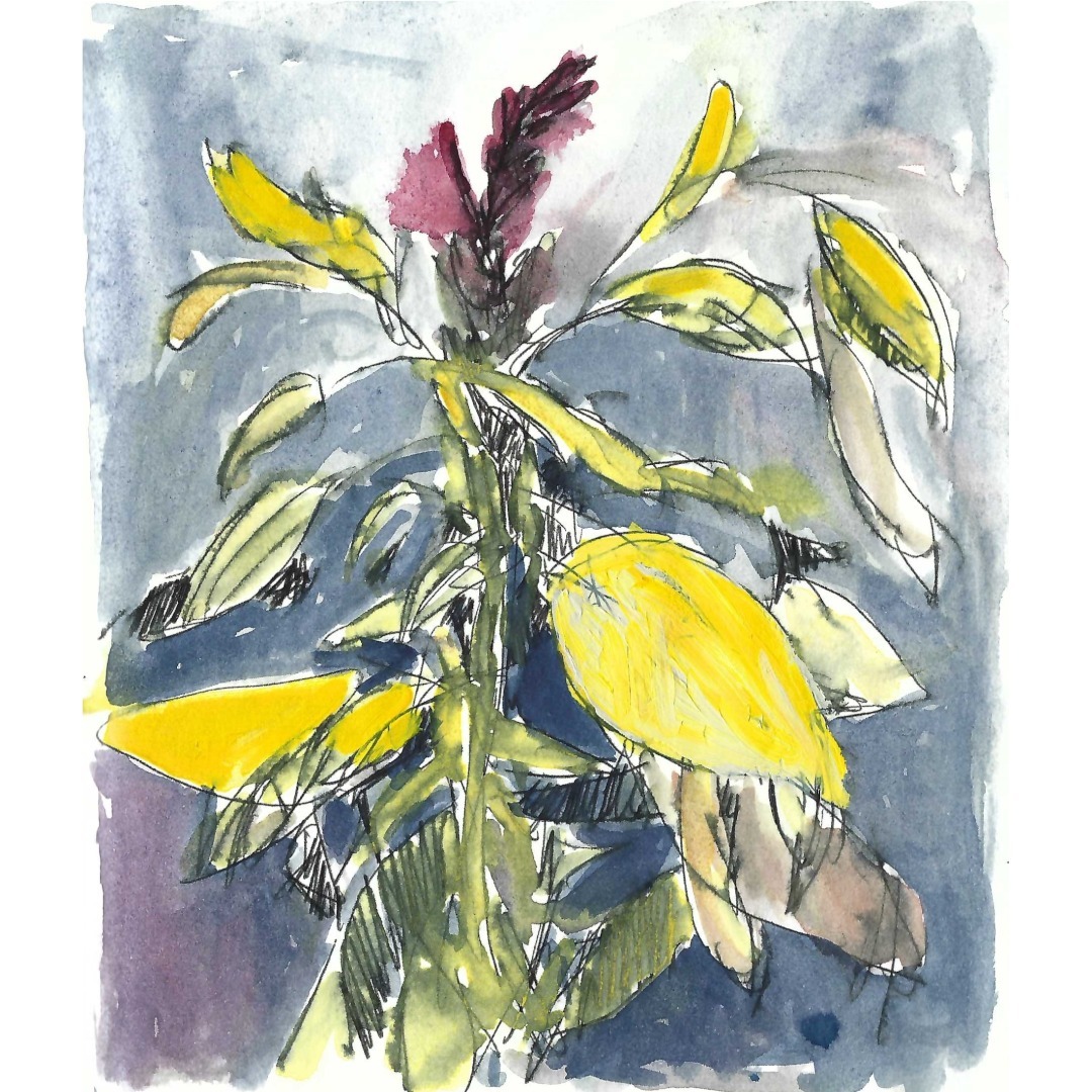 Around this time last year.

Flipping through old sketchbooks.

#flowerdrawing#flowerpainting#natureart#plantdrawing